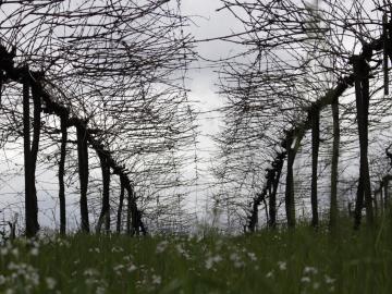 Nicole Fracasso Lunardi